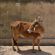 Heilige Kuh, Amber/Rajasthan/Indien