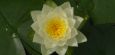 Wasserrose