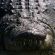 Alligator, Südafrika