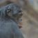 Bonobo