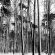 Barcoded, Odenwald Nähe Lichtenberg
