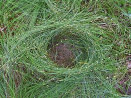 Grass-eye, Odenwald