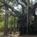 Vata Vriksha - heiliger Baum, Theosophical Society/Chennai/Indien