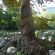 Verwurzelt - Baum in Flussbett, Le Vigan/Cevennen/Frankreich